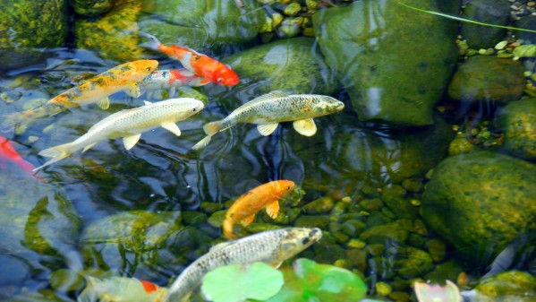 pond_of_koi